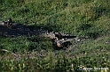 VBS_1 -  Plateau du Mont-Cenise, Grand Croix, Marmotte_-_0046 mt